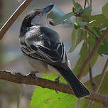 Cubla boule-de-neige