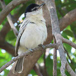 Cubla boule-de-neige