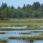 Cygne chanteur