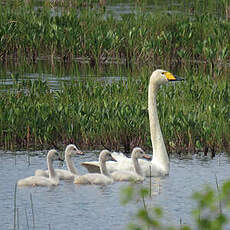 Cygne chanteur