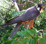Eurasian Hobby
