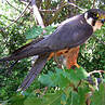 Eurasian Hobby