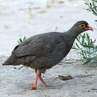 Francolin à bec rouge