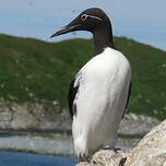 Guillemot de Troïl