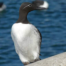 Guillemot de Troïl