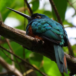 Jacamar des Andes