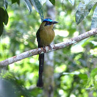 Motmot houtouc