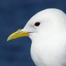 Mouette tridactyle