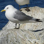 Mouette tridactyle