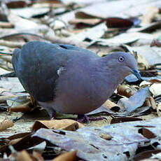 Pigeon plombé