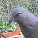Pigeon plombé