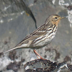 Pipit à gorge rousse