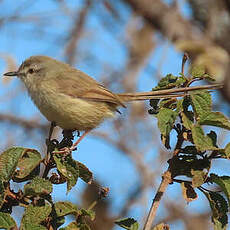 Prinia modeste