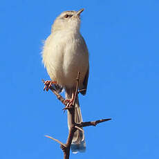 Prinia modeste