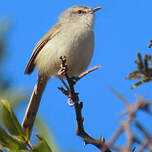 Prinia modeste