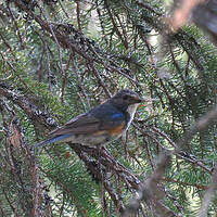 Robin à flancs roux