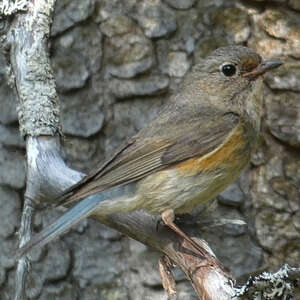 Robin à flancs roux