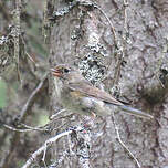 Robin à flancs roux