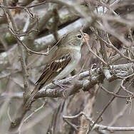 Parrot-billed Seedeater