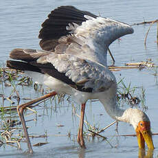 Tantale ibis