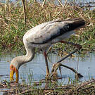 Tantale ibis