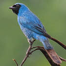 Tersine hirondelle
