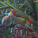 Toucanet koulik