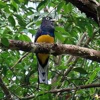 Trogon à queue blanche