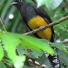Trogon à queue blanche