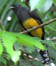 Trogon à queue blanche