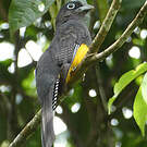 Trogon à queue blanche