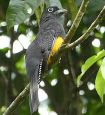 Trogon à queue blanche