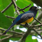 Trogon pattu