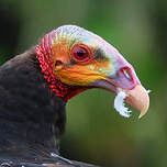 Urubu à tête jaune