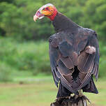 Urubu à tête jaune