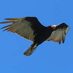 Urubu à tête jaune