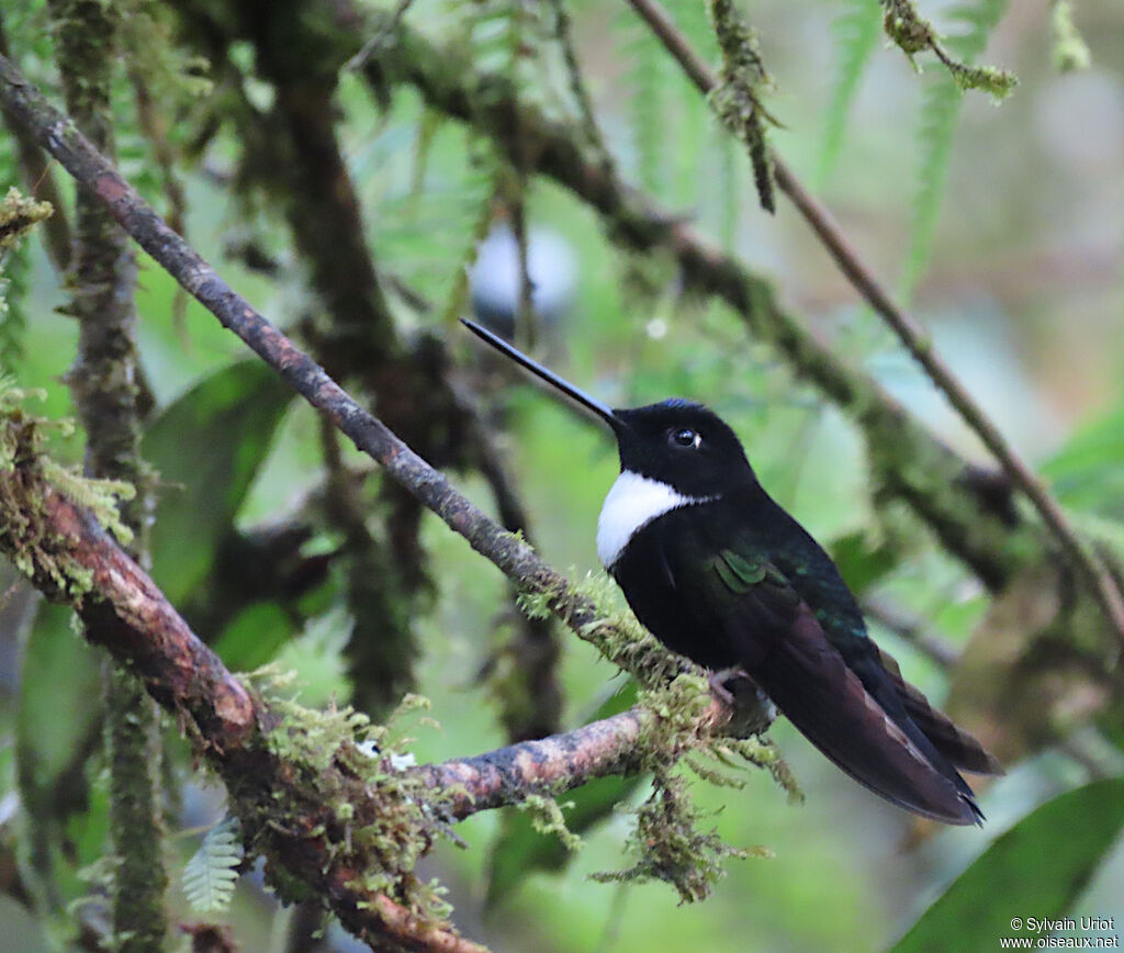 Collared Incaadult