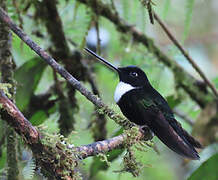 Collared Inca