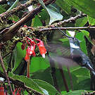 Inca à collier