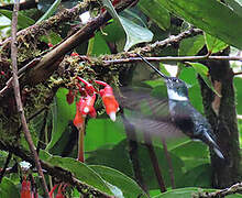 Collared Inca