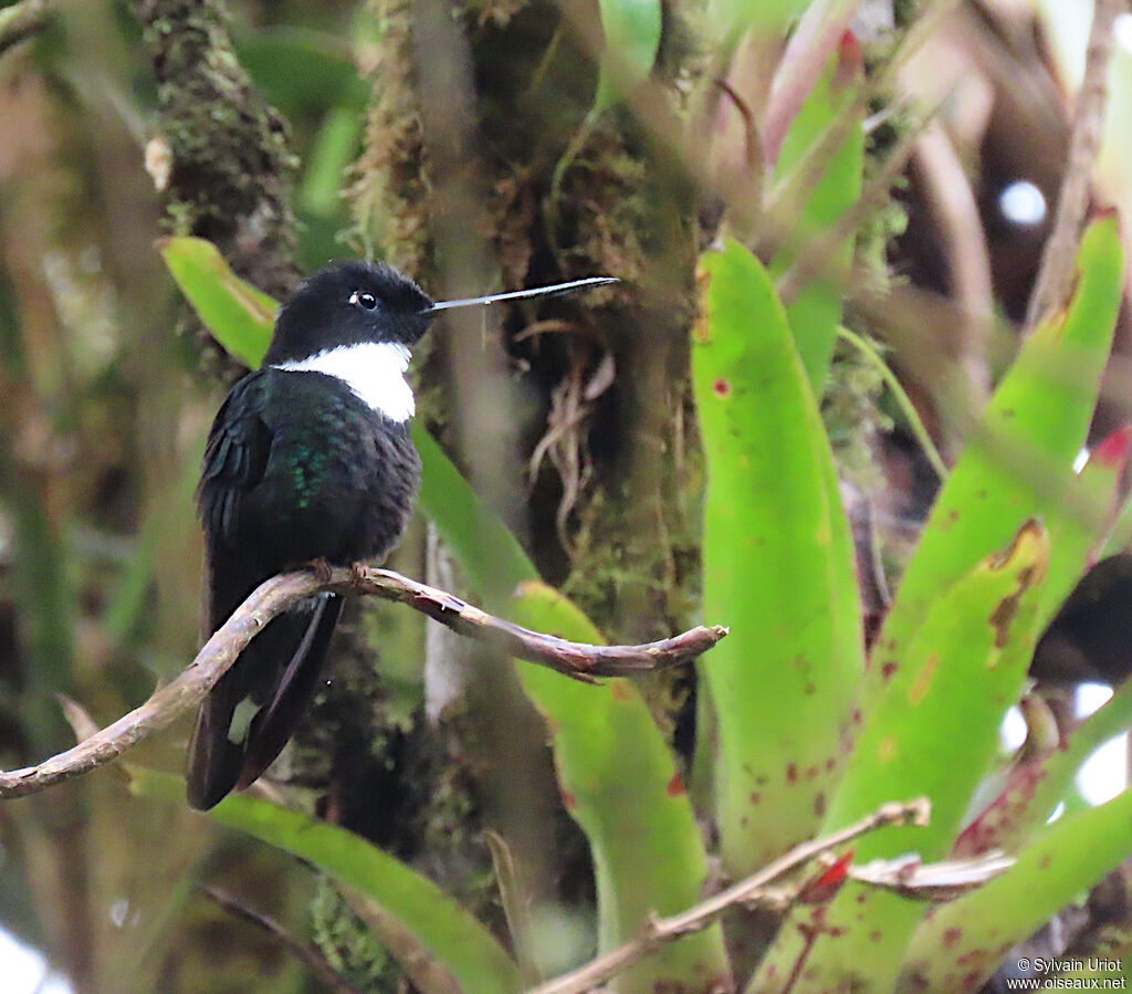 Collared Incaadult