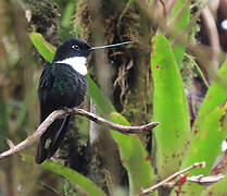 Collared Inca