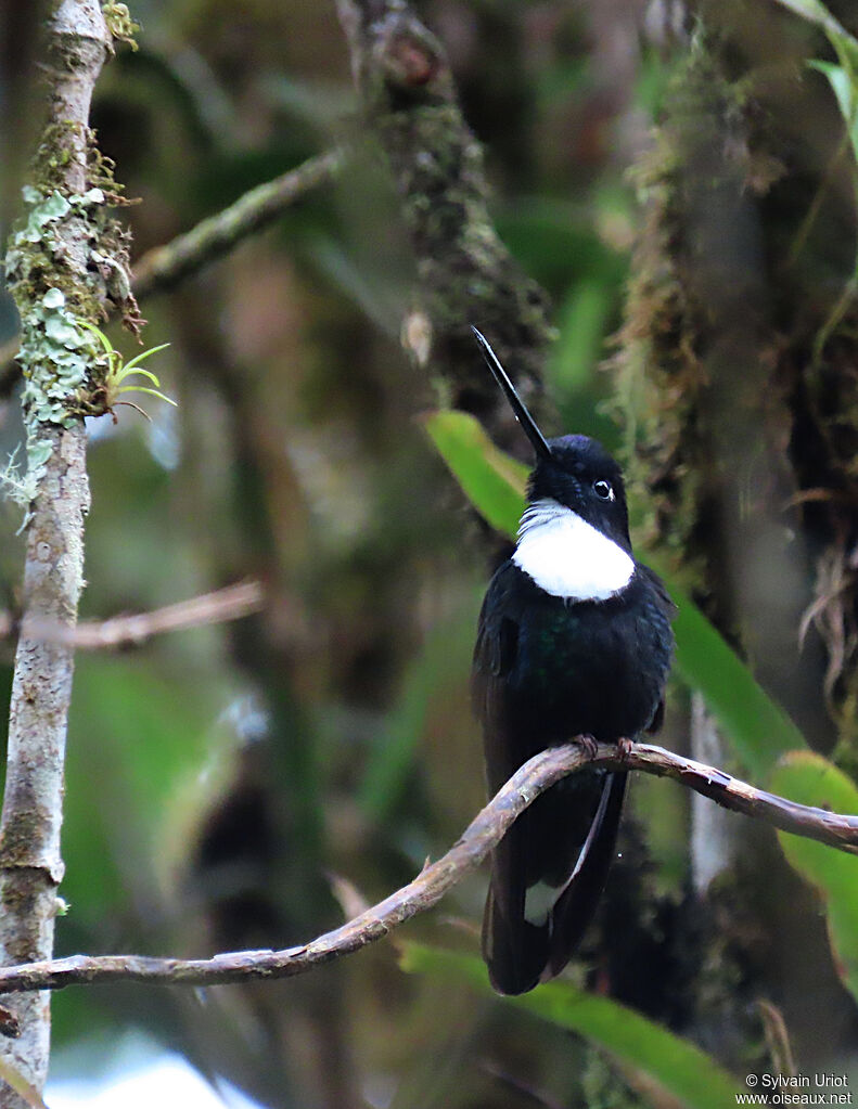 Collared Incaadult