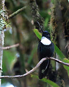 Collared Inca