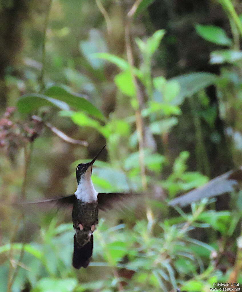 Collared Incaadult