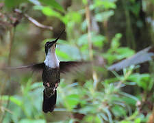 Collared Inca