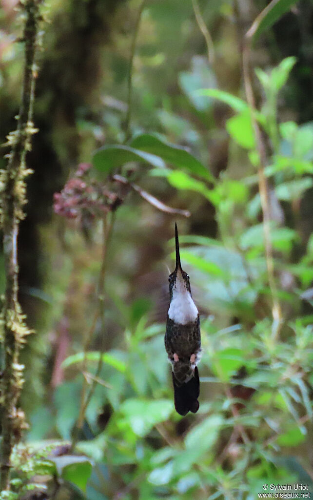 Collared Incaadult