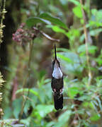 Collared Inca