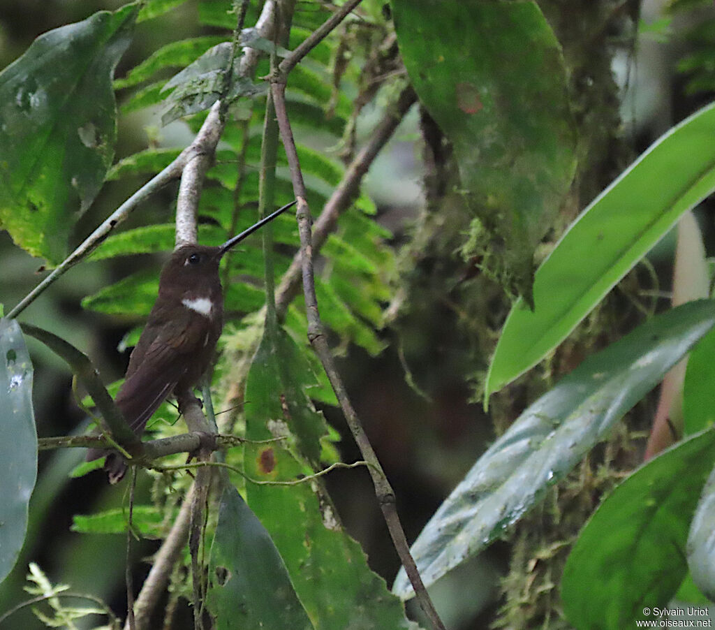 Brown Inca