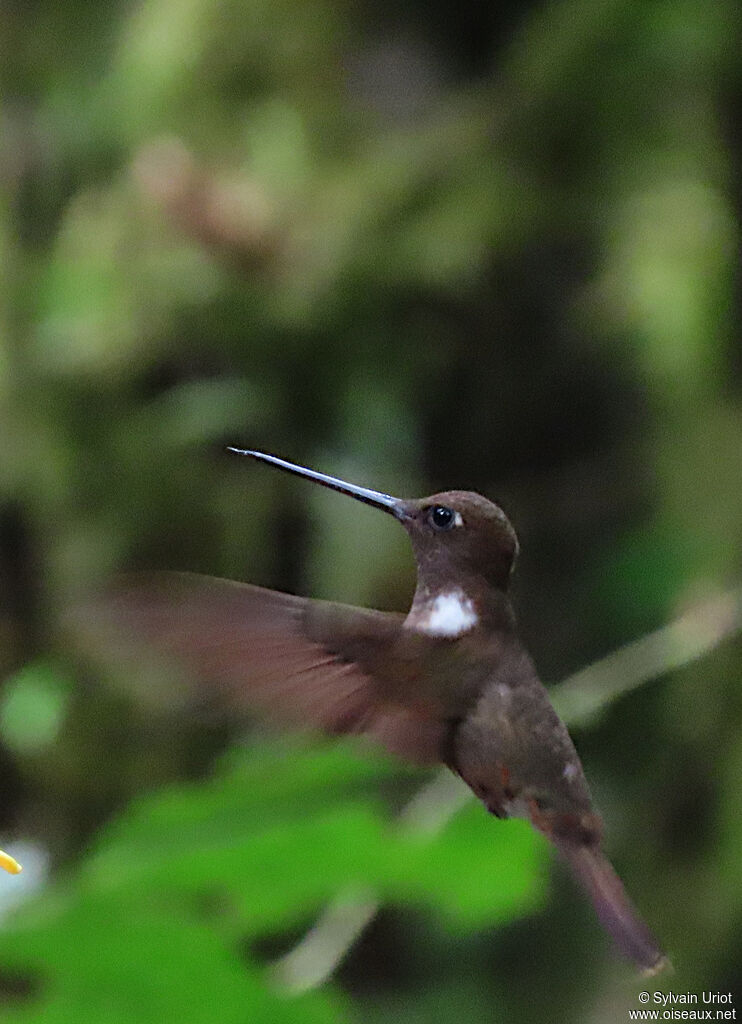 Brown Inca